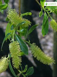 Attēlu rezultāti vaicājumam “Salix pentandra”