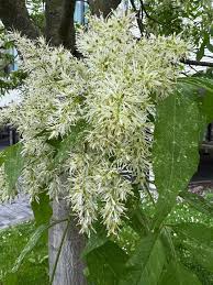 Attēlu rezultāti vaicājumam “Fraxinus excelsior Pendula female flower”