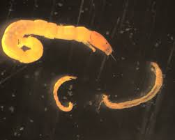 Attēlu rezultāti vaicājumam “Chironomidae larvae”