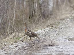 Attēlu rezultāti vaicājumam “Tetrao urogallus male”
