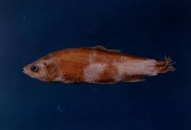 Image result for Mylopharyngodon piceus