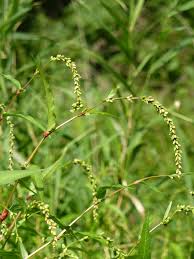 Attēlu rezultāti vaicājumam “Persicaria hydropiper”