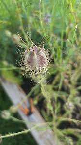 Image result for Nigella damascena