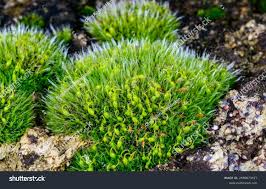 Attēlu rezultāti vaicājumam “Bryales”