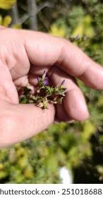 Attēlu rezultāti vaicājumam “Medicago x varia  flower”