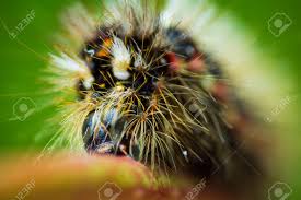 Attēlu rezultāti vaicājumam “Acronicta rumicis larva”