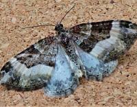 Attēlu rezultāti vaicājumam “Euphyia unangulata”