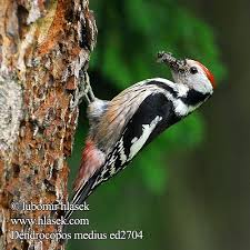 Attēlu rezultāti vaicājumam “Dendrocopos medius”