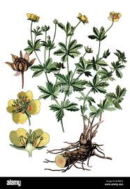 Image result for Potentilla tormentilla