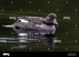 Attēlu rezultāti vaicājumam “Bucephala clangula juvenile”