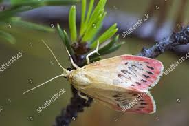 Attēlu rezultāti vaicājumam “Miltochrista miniata”