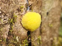 Attēlu rezultāti vaicājumam “Stemonitis axifera spores”