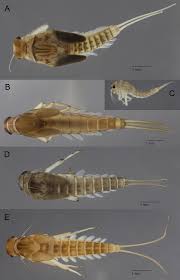 Attēlu rezultāti vaicājumam “Ephemeroptera larvae”
