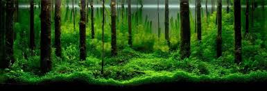 Znalezione obrazy dla zapytania takashi amano%