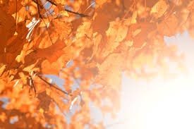 Image result for $$fall_akte__ort$$