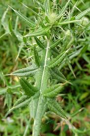 Attēlu rezultāti vaicājumam “Cirsium vulgare leaf”
