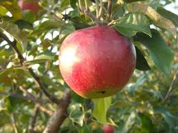 Attēlu rezultāti vaicājumam “Malus domestica fruit”