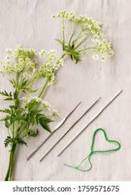 Attēlu rezultāti vaicājumam “Conioselinum tataricum”