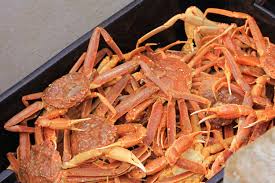 Image result for Chionoecetes opilio