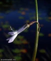 Attēlu rezultāti vaicājumam “Lobelia dortmanna flower”