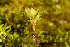 Attēlu rezultāti vaicājumam “Blepharostoma trichophyllum sporophyte”