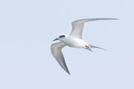 Attēlu rezultāti vaicājumam “Sterna”