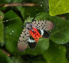 Attēlu rezultāti vaicājumam “Aphis jacobaeae”