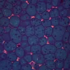 Attēlu rezultāti vaicājumam “Physarum obscurum plasmodium”