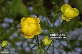 Image result for Trollblume