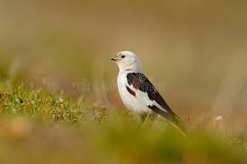 Attēlu rezultāti vaicājumam “Plectrophenax nivalis”