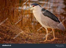 Image result for Nycticorax nycticorax