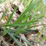 Attēlu rezultāti vaicājumam “Carex pilosa leaf”