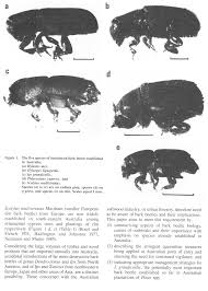 Attēlu rezultāti vaicājumam “Hylastes sp.”