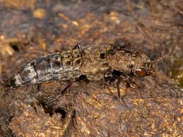 Attēlu rezultāti vaicājumam “Ontholestes murinus”