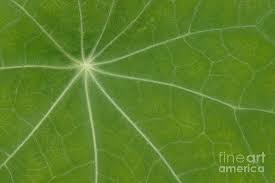 Attēlu rezultāti vaicājumam “Tropaeolum majus leaf”