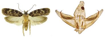 Attēlu rezultāti vaicājumam “Depressaria olerella”