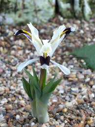 Attēlu rezultāti vaicājumam “Iris rosenbachiana flower”