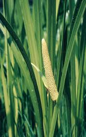 Attēlu rezultāti vaicājumam “Acoraceae”