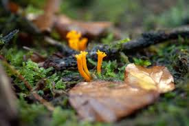Attēlu rezultāti vaicājumam “Calocera viscosa”