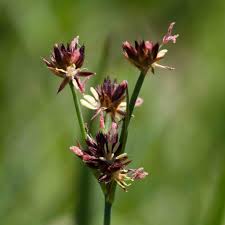 Attēlu rezultāti vaicājumam “Juncus inflexus bud”