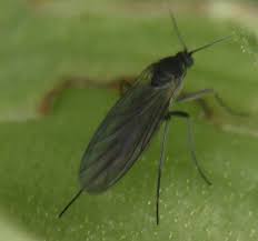 Attēlu rezultāti vaicājumam “Cecidomyiidae”