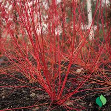 Attēlu rezultāti vaicājumam “Cornus sericea”