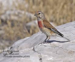 Attēlu rezultāti vaicājumam “Carduelis cannabina”