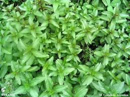 Image result for Mentha piperita
