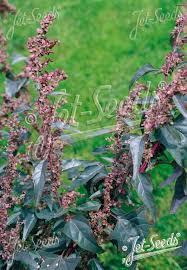 Image result for Atriplex hortensis