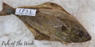 Image result for Hippoglossus hippoglossus