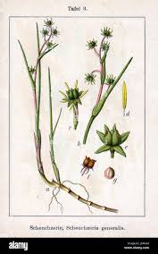 Attēlu rezultāti vaicājumam “Scheuchzeria palustris”