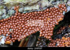 Attēlu rezultāti vaicājumam “Trichia scabra spores”