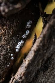 Attēlu rezultāti vaicājumam “Hyaloscypha hyalina”