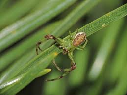 Attēlu rezultāti vaicājumam “Thomisidae”